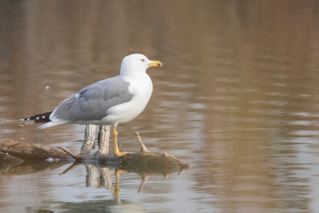 Yellow legged seagull (laurus michahellis) in Estany dÂ´Ivars