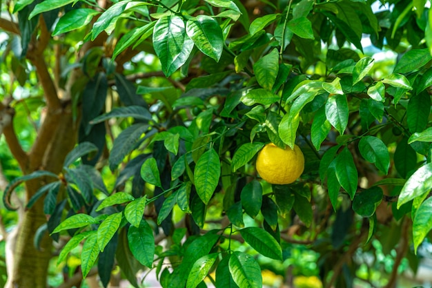 緑の木に黄色いレモン。