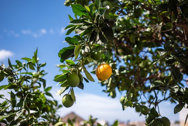 A yellow lemon growing on a tree among green lemons and leaves Ripe Citrus fruit on blue sky and green leaves background on a sunny day Concept of organic farming and harvest Nature wallpaper