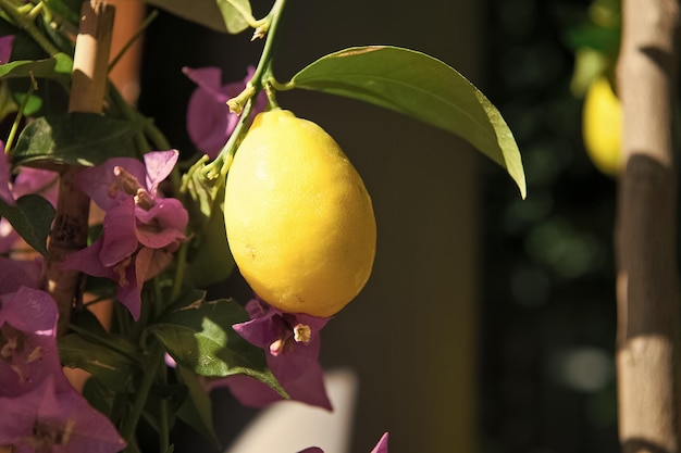 Yellow lemon hanging on tree