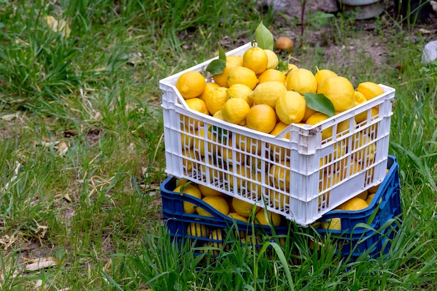 The yellow lemons lie in drawers closeup