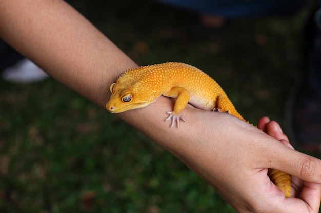 Photo yellow leopard gecko on hand against green grass