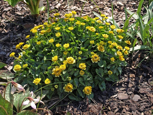 Желтые малые цветы чистотела весной на зеленом естественном фоне