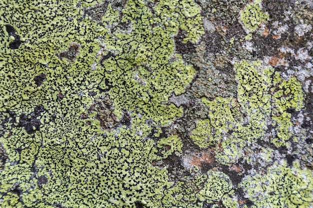 灰色の壁の石に黄色の地衣類の背景 地衣類は、相利共生関係で複数の菌類種のフィラメントの中で生活する藻類またはシアノバクテリアから生じる複合生物です