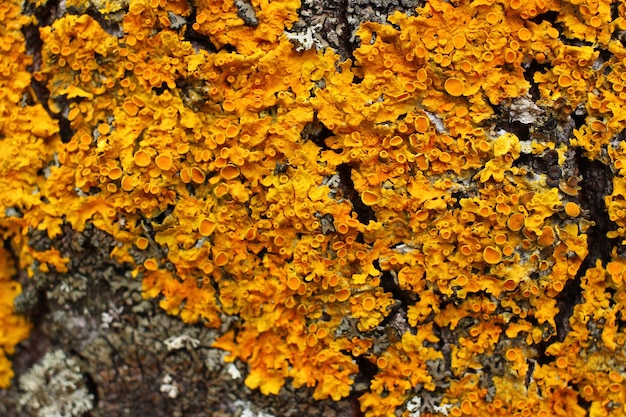 Yellow lichen on the bark of a tree