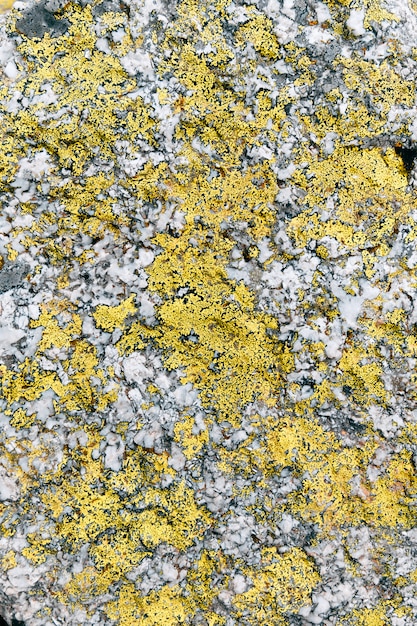 写真 灰色の石に黄色の地衣類のテクスチャ
