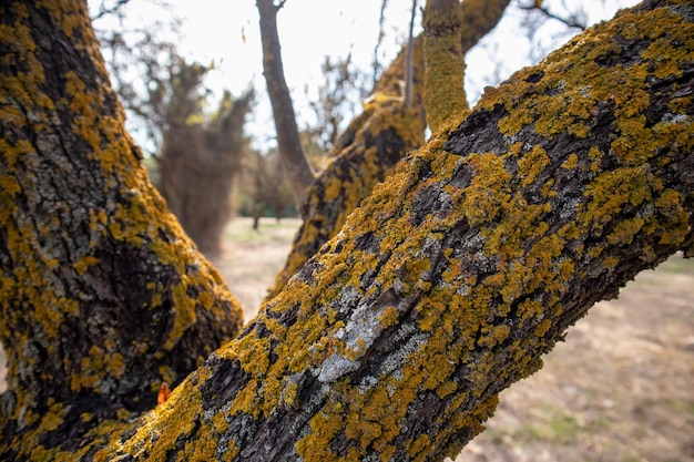나무 마른 가지에 노란색 이끼 근접 촬영 흐림 자연 배경