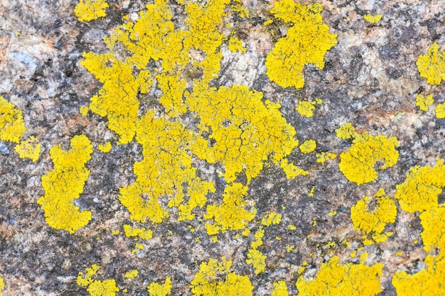 Yellow lichen on a tree