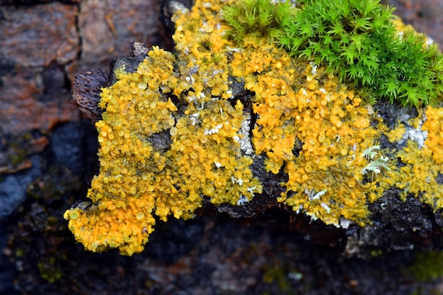 The yellow lichen Xanthoria parietina on a branch