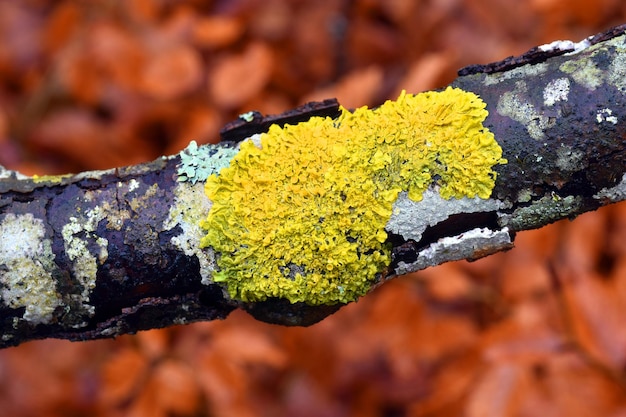 Photo the yellow lichen xanthoria parietina on a branch