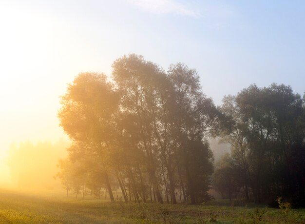 日の出の間に左側の木々を照らす太陽の黄色い光。霧の中の朝の夏の風景。霞の視界不良、被写界深度の浅さ