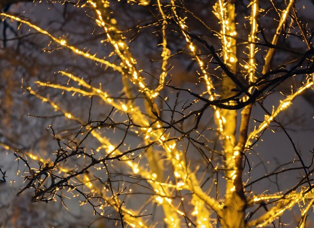 Photo yellow lights illuminate winter tree branches