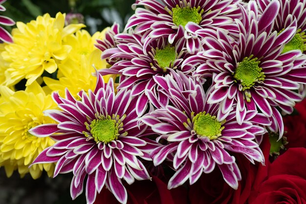 Yellow and lilac chrysanthemum and red roses-floral floral.