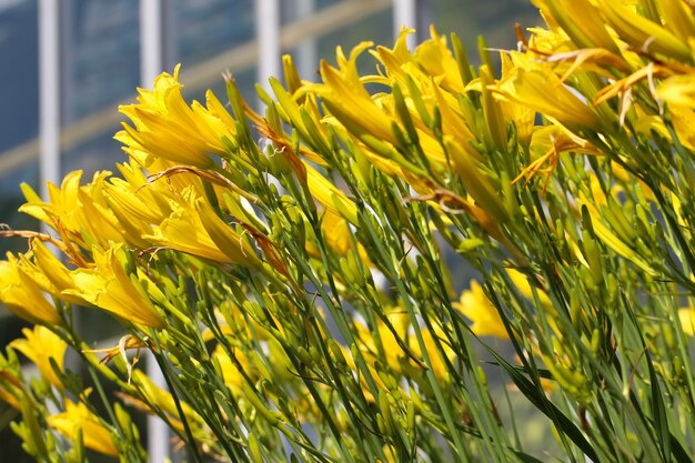 Yellow lilies bloom with selective focus in the botanical garden