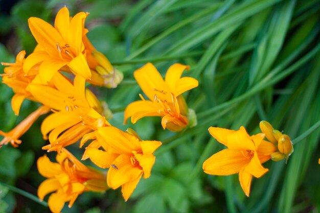 Yellow lilies on green leaves background