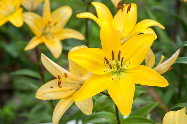 夏の日の黄色いユリの茂み