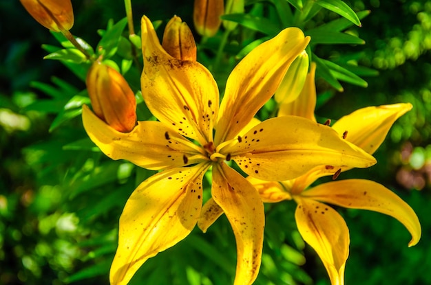 Yellow lily close-up on a summer day.