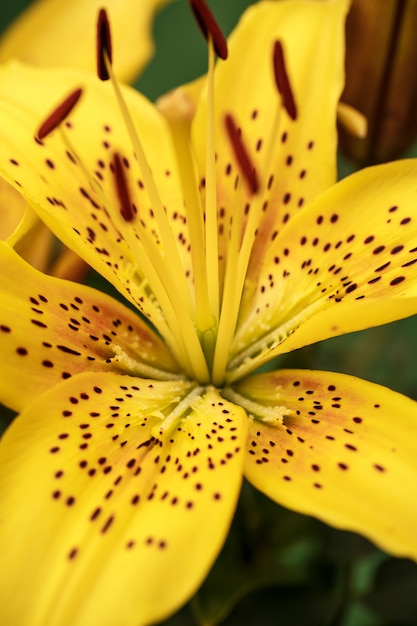 Yellow lily close up