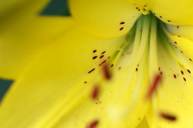 黄色いユリの花をクローズアップ