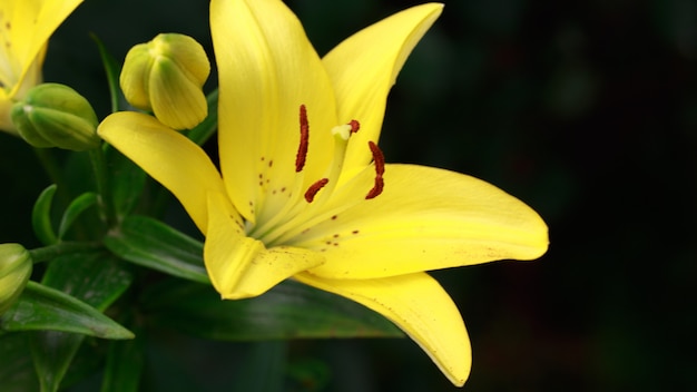 黄色いユリの花をクローズアップ