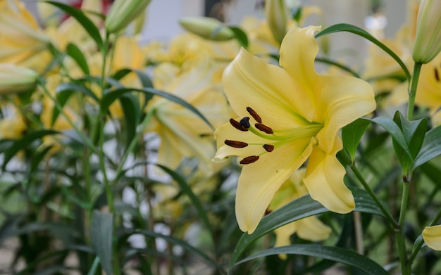 庭の黄色いユリの花