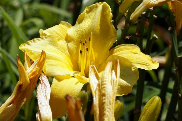 Premium Photo | Yellow lily flower in garden