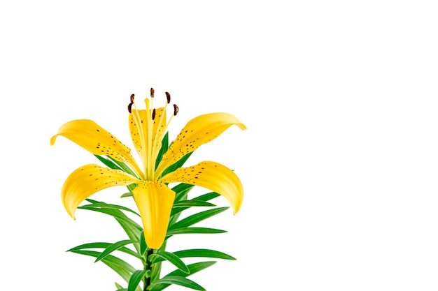 Yellow Lily flower isolated on white background