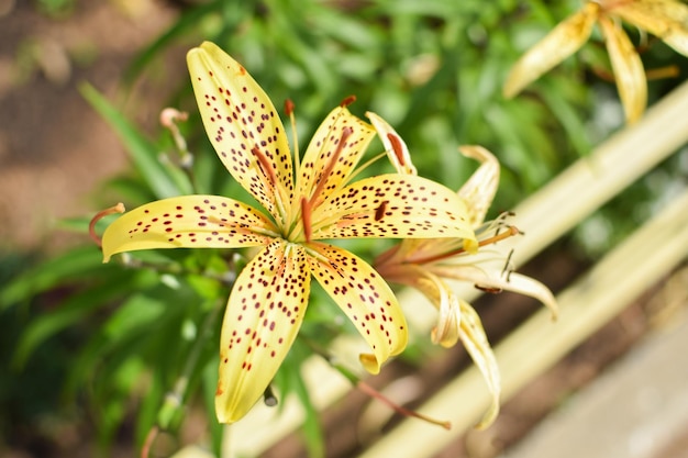 Fiore di giglio giallo maculato sullo sfondo del giardino botanico della natura