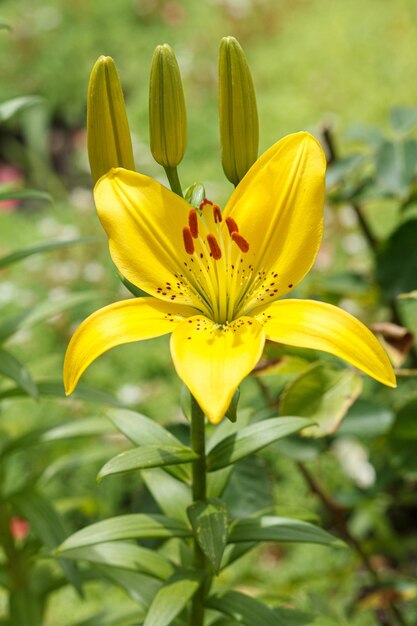 サマーガーデンの黄色いユリの花