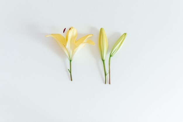 Yellow lily flower on the white background Flat lay