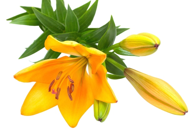 Yellow lily flower with buds isolated on a white background. Flowers resembles a starfish