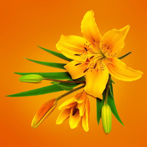 Yellow lily flower with buds on a orange background. Flowers resembles a starfish