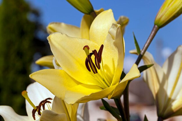 黄色いユリの花