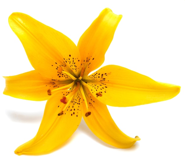 Yellow Lily Flower