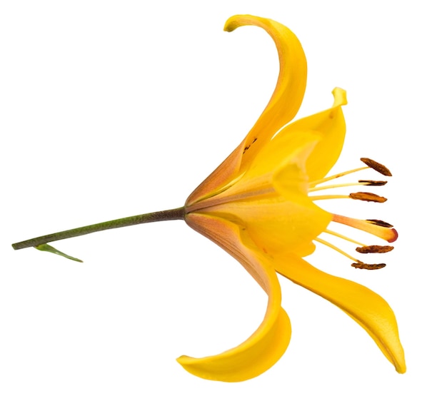 Yellow Lily Flower