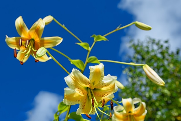 Yellow lily flowers on a blue sky background in a summer garden