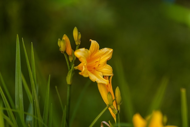 フィールドの黄色いユリの花