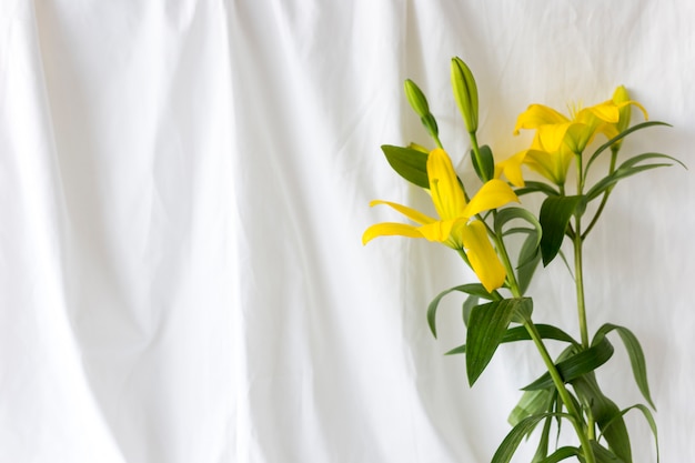 Foto fiori gialli del giglio davanti alla tenda bianca