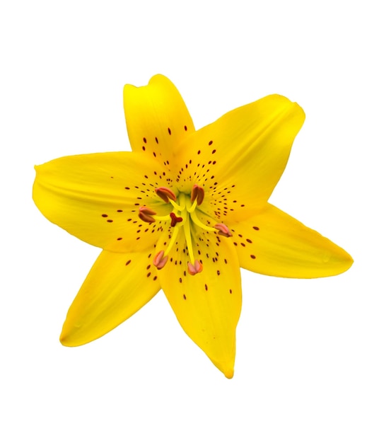 Yellow lily isolated on white background