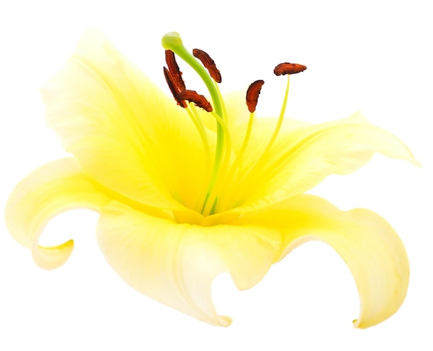 Yellow lily isolated