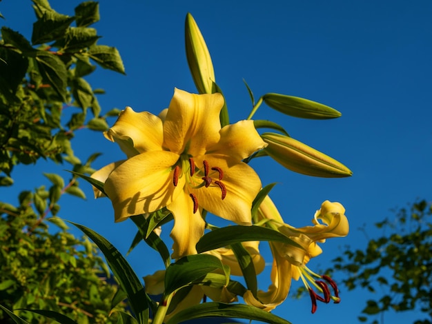 The yellow lily Lilium is a genus of plants in the Liliaceae family