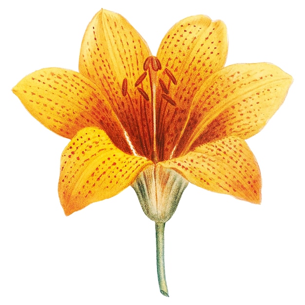 yellow lily png vintage flower sticker transparent background