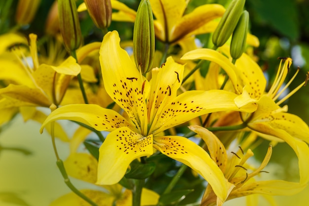 Yellow lily