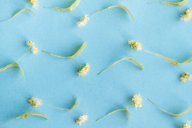 Yellow linden flowers