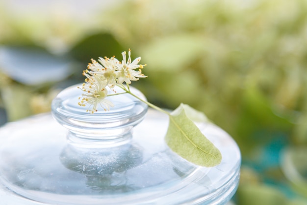 黄色のシナノキの花