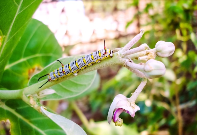 写真 枝に黄色い線の白い毛虫