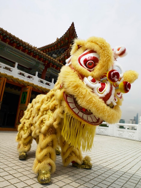 Yellow lion dancing  perfomance at temple