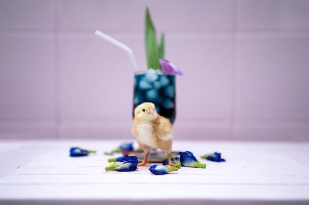 A yellow little chick with butterfly pea water and ice in a champagne glass is decorated by orchid and pandan leaf It's shown and displayed on a pastel pink wood table in front of the cement wall