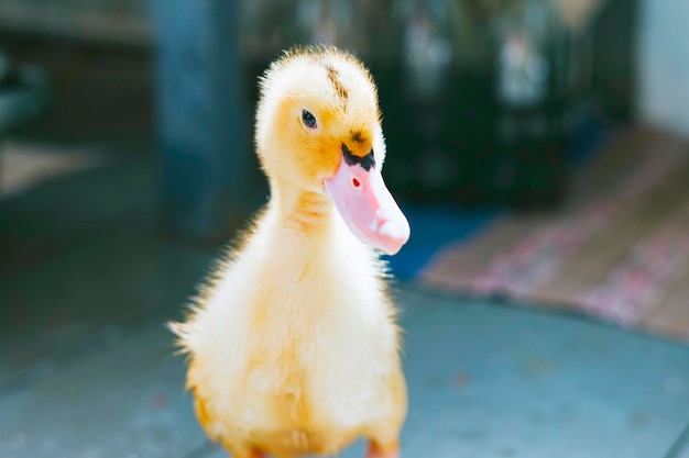 写真 黄色の小さなアヒルの子は、春とイースター休暇の養鶏の村の田舎の家のコンセプトで木の床で遊ぶ