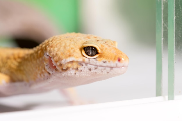 Yellow lizard on driftwood in the terrarium